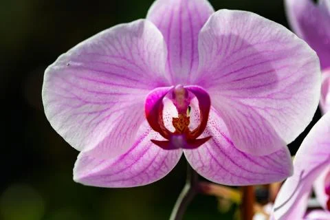 Orchidee 454 Stock Photos