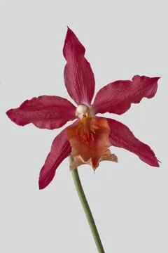 Orchidee, Oncidiumhybride Orchidee, isoliert, Odontoglossumhybride. Oncidi... Stock Photos