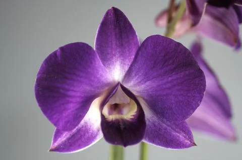 Orchidee Foto stock