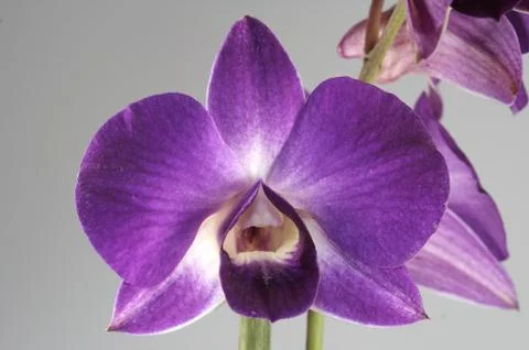 Orchidee Stock Photos