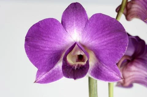 Orchidee Foto stock