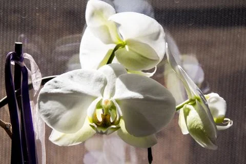 Orchidee Stock Photos