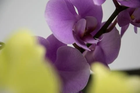 Orchidee Stock Photos