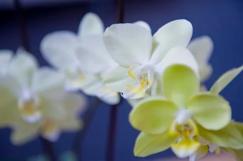 Orchidee Photos