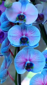 Orchidee Stock Photos