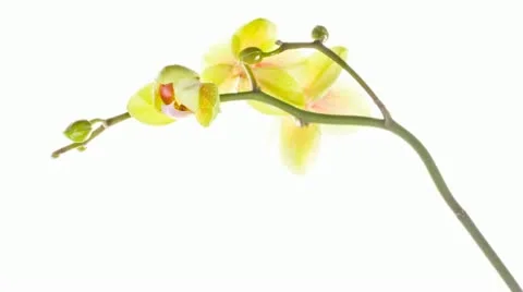 Orchidee Timelapse Video stock 11017845