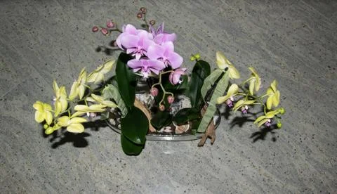 Orchideen Strauß Stock Photos