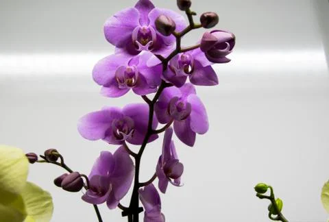 Orchideen Strauß Stock Photos