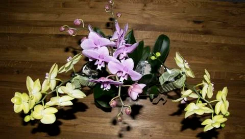 Orchideen Strauß Stock Photos