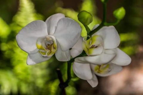 Orchideenblten Stock Photos
