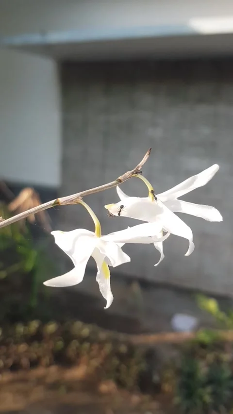 Orchids and ants Stock Footage 217944746