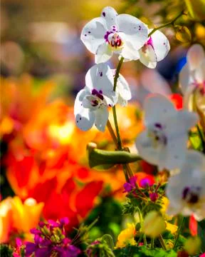 Orchids and Daffodils Stock Photos