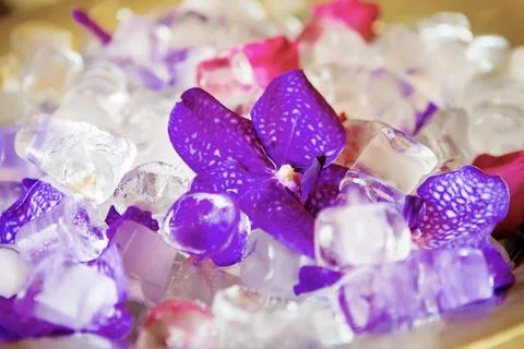Orchids and ice Stock Photos