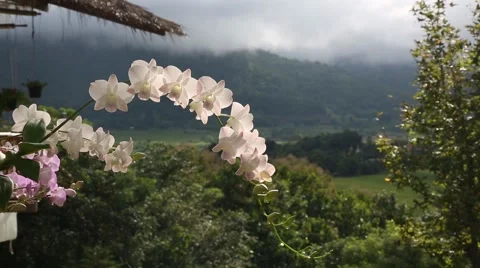 Orchids and Landscape. 스톡 동영상 49773458