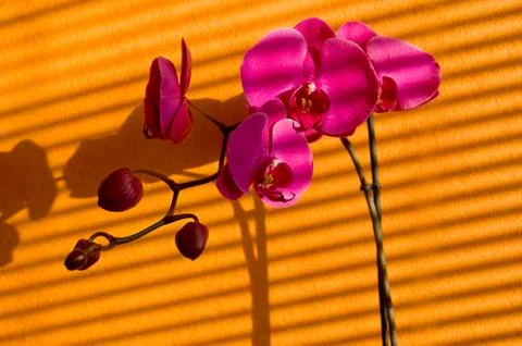 Orchids and shadows Stock Photos