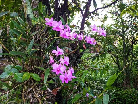 Orchids are blooming Stock Photos
