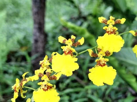 Orchids are in full bloom in spring a yellow oncidium is in full bloom Stock Photos
