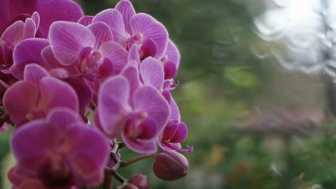 Orchids in bay window.  On a ￼￼Rainy day. Stock Footage 118844476