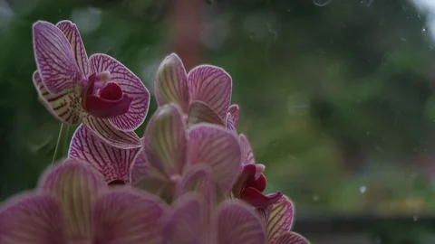 Orchids in bay window.  On a ￼￼Rainy day. Stock Footage 118847101