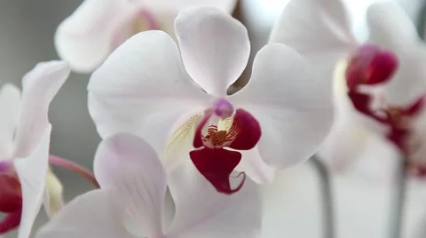 Orchids, beautiful white flower close up Stock Footage 45280404