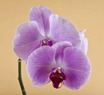 Orchids on a beige background Stock-Fotos