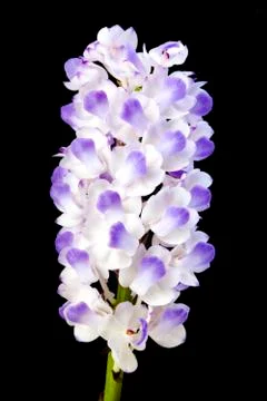Orchids on black Stock Photos