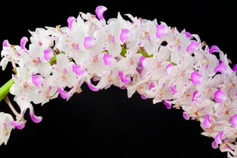 Orchids on black Stock Photos