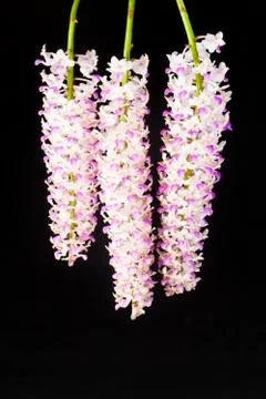 Orchids on black Stock Photos