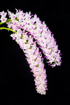 Orchids on black Stock Photos