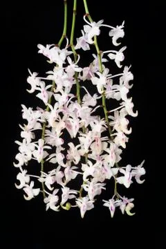 Orchids on black Stock Photos