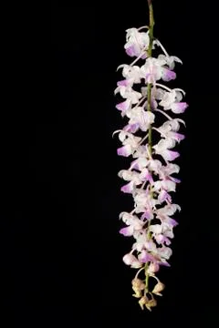 Orchids on black Stock Photos