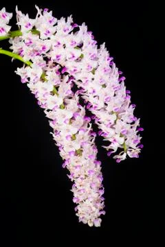 Orchids on black 库存照片