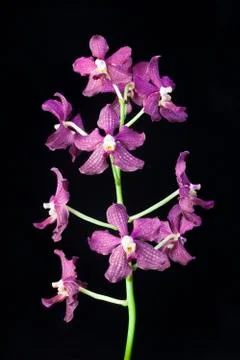 Orchids on black Stock Photos
