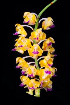 Orchids on black Stock Photos
