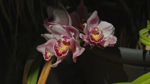 Orchids in bloom in early spring Stock Footage 270613043