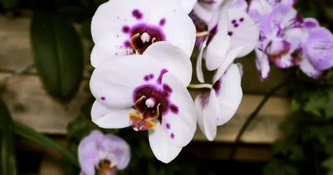 Orchids bloom in lush garden setting during bright daylight, showcasing whi Stock Photos