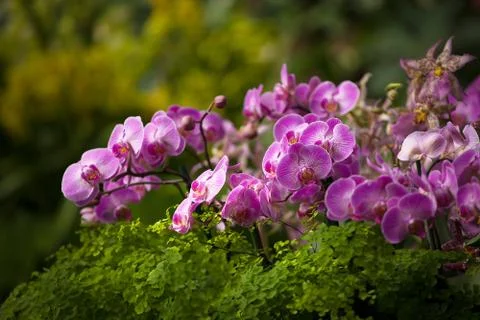 Orchids bloom Stock Photos