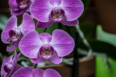 Orchids in Bloom 写真素材