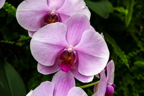 Orchids in Bloom 写真素材