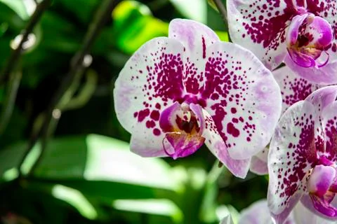 Orchids in Bloom Stock Photos