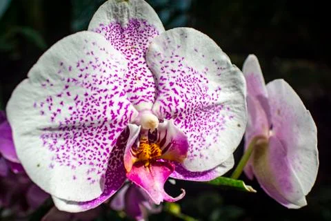 Orchids in Bloom Stock Photos