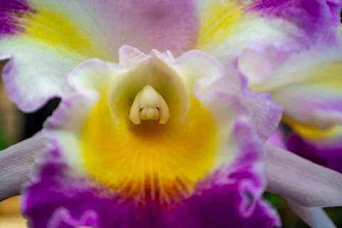 Orchids in Bloom Stock Photos