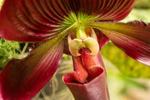 Orchids in Bloom Stock Photos