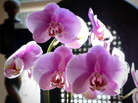 Orchids In Bloom Stock Photos