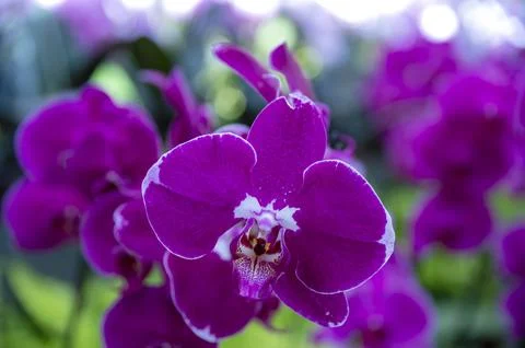 Orchids in Bloom Stock Photos