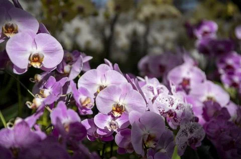 Orchids in Bloom Stock Photos