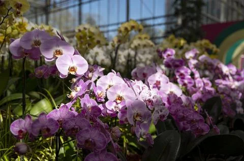 Orchids in Bloom Stock Photos