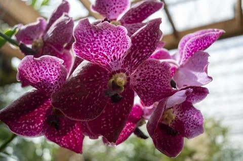 Orchids in Bloom 写真素材