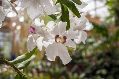 Orchids in Bloom 写真素材