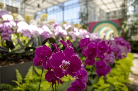 Orchids in Bloom Stock Photos